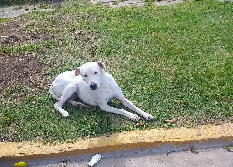 Mascota avistada