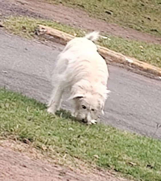 Mascota avistada