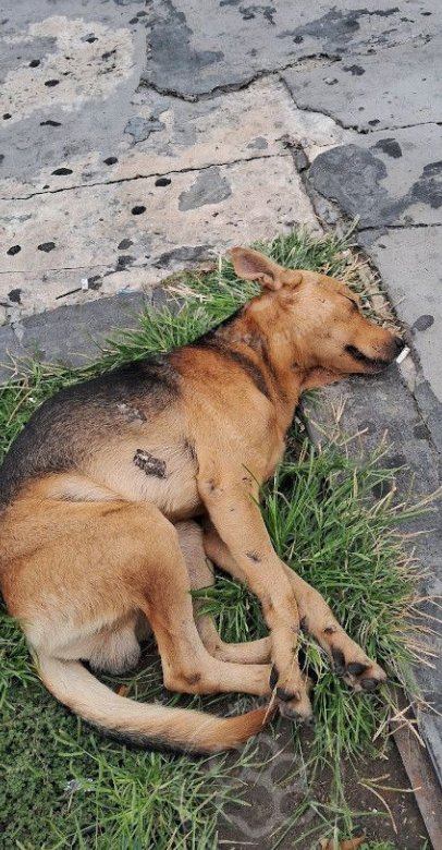 Mascota avistada