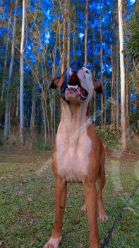 Foto de Mascota Extraviada