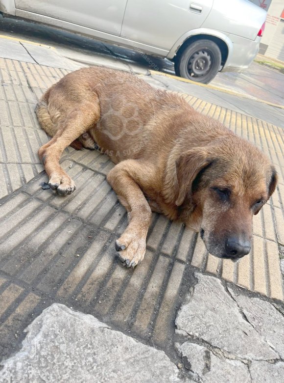 Mascota avistada