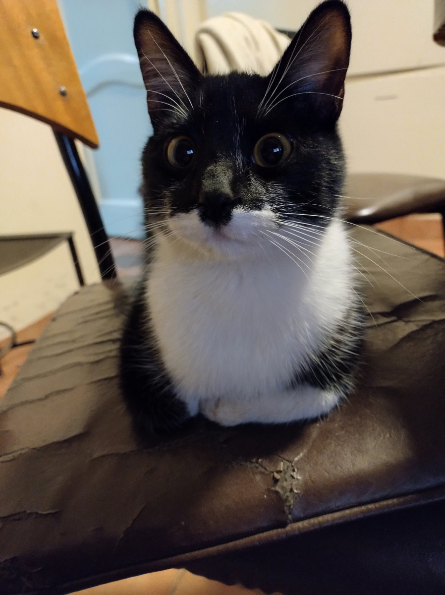 Foto