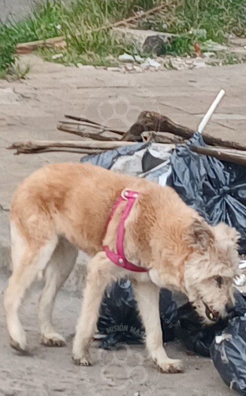 Mascota avistada