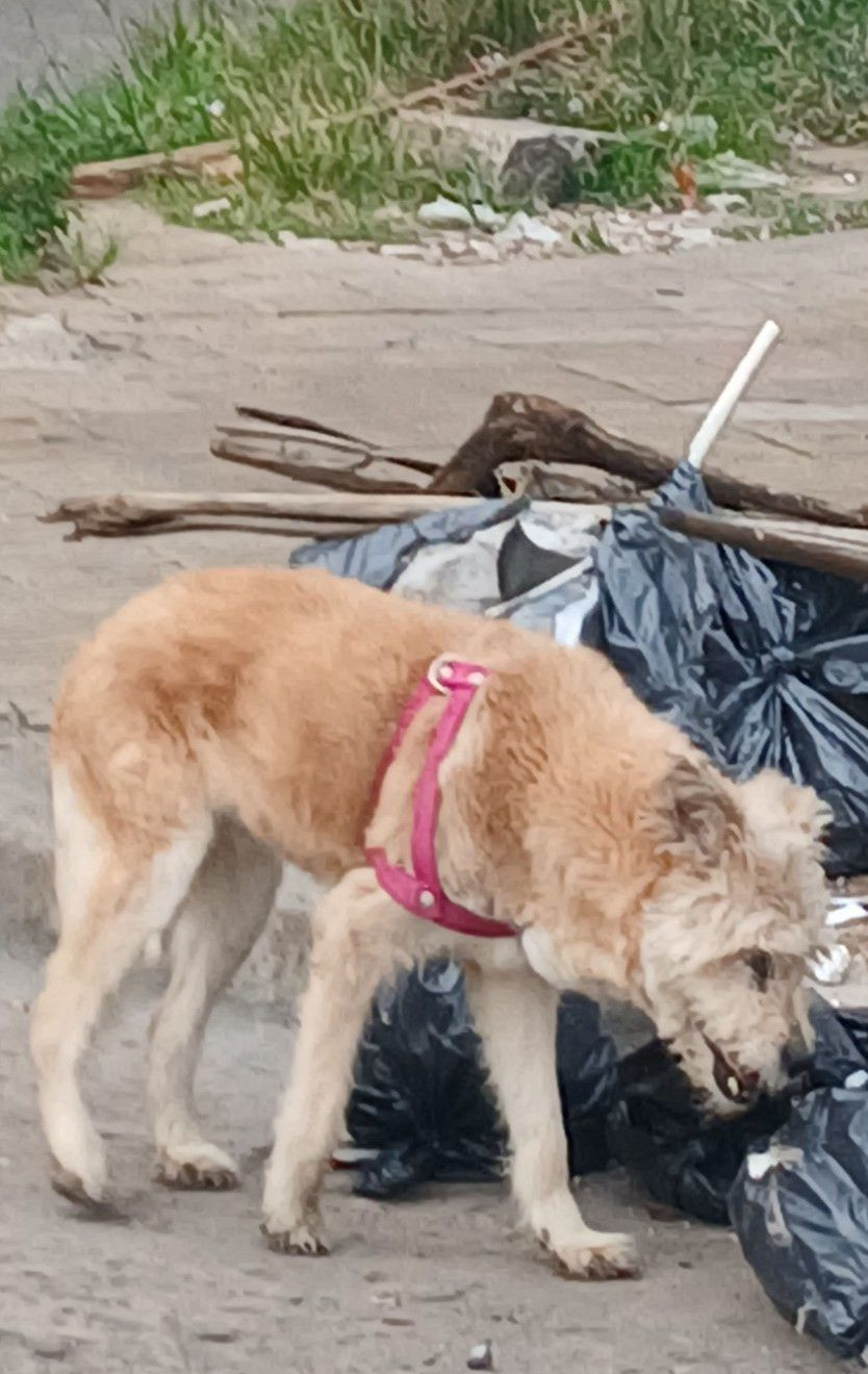 Foto de Mascota Avistada