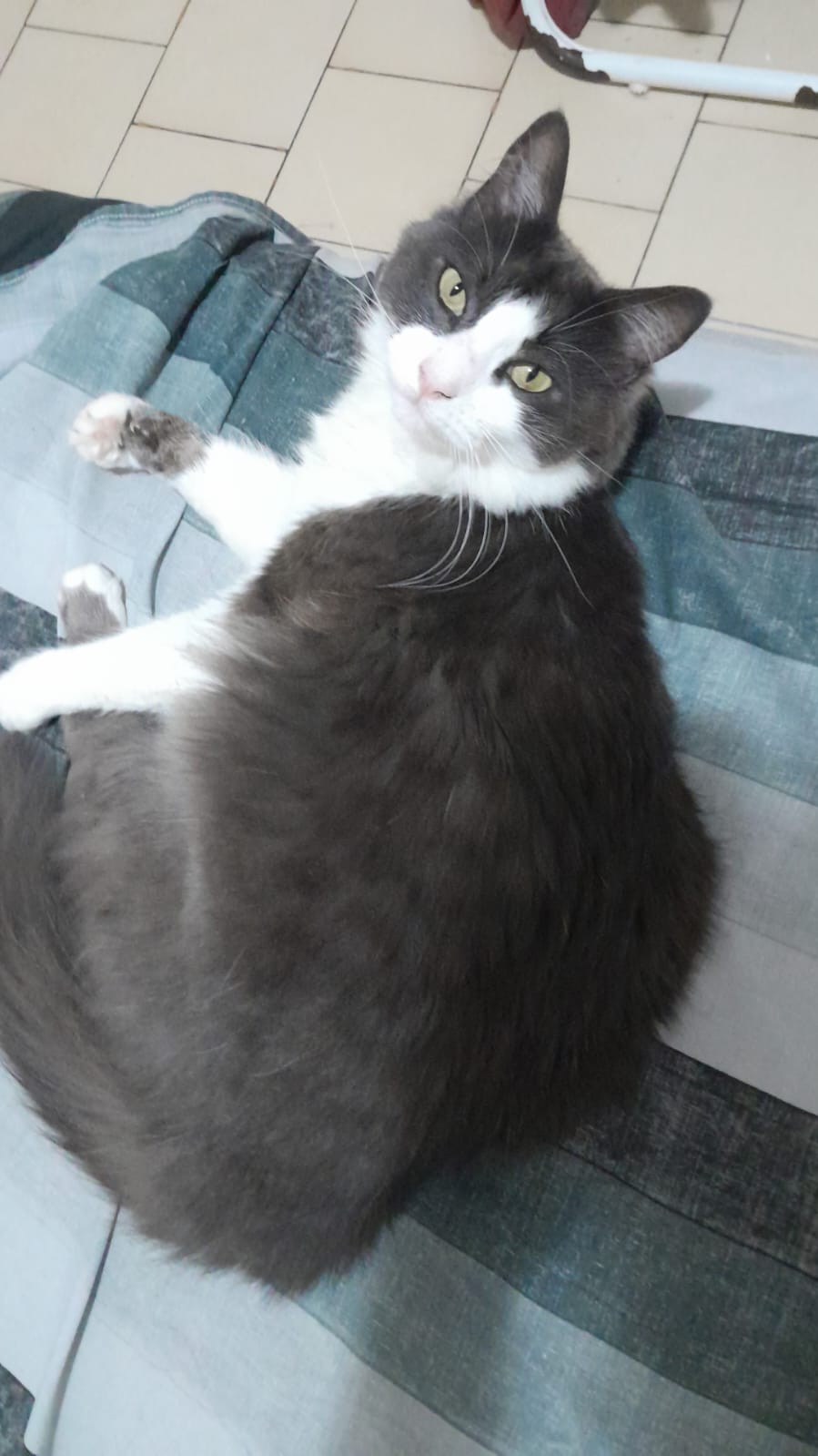 Foto