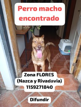 Foto de Mascota Encontrada
