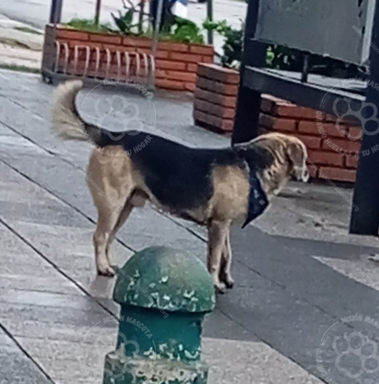 Mascota avistada