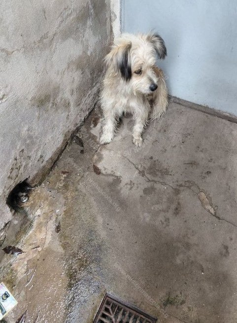 Mascota avistada