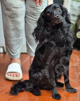 Foto de Mascota Encontrada