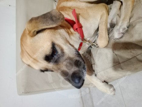 Foto de Mascota Encontrada