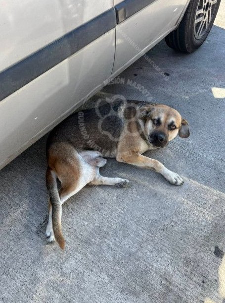 Mascota avistada