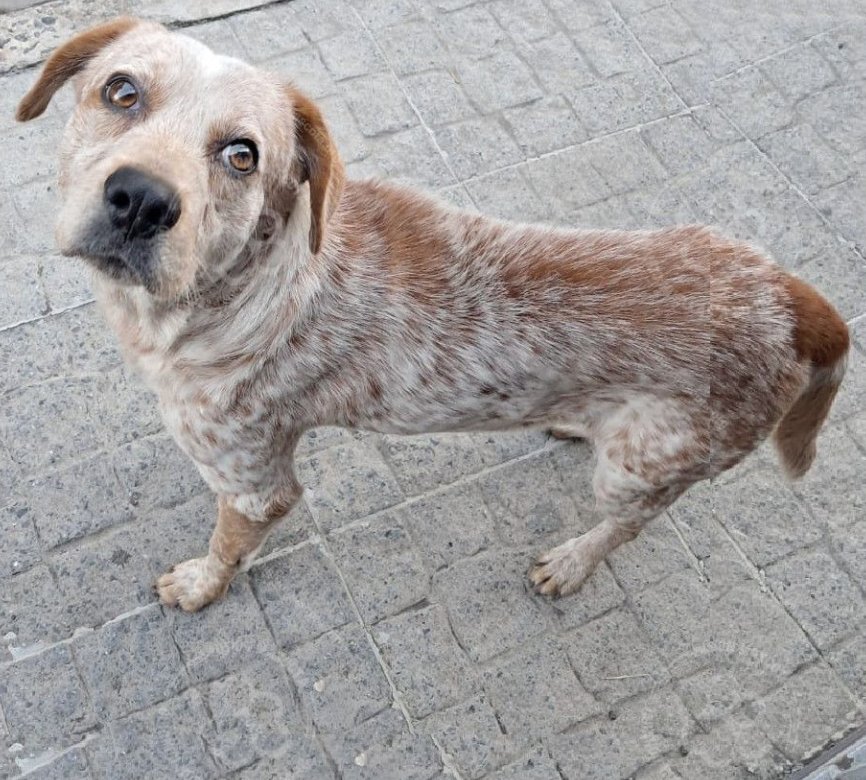 Mascota avistada