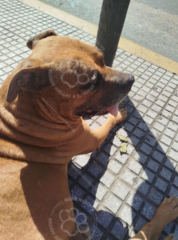 Mascota avistada