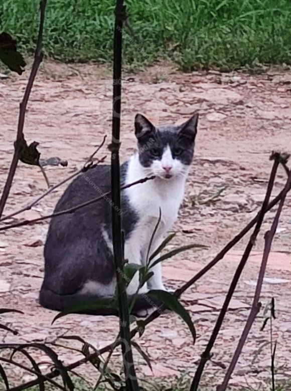 Mascota avistada