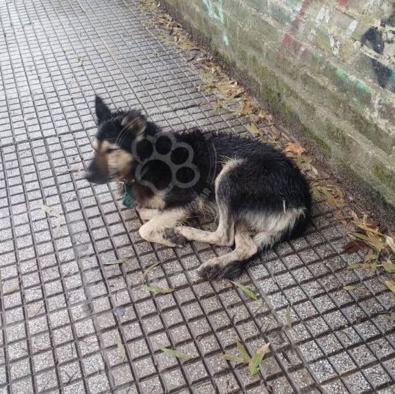 Mascota avistada