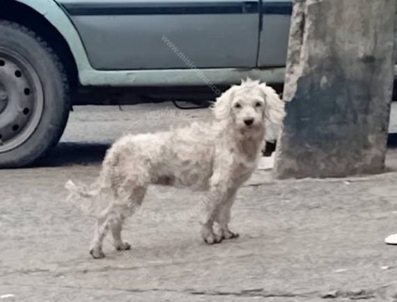 Mascota avistada
