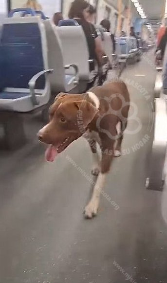 Mascota avistada