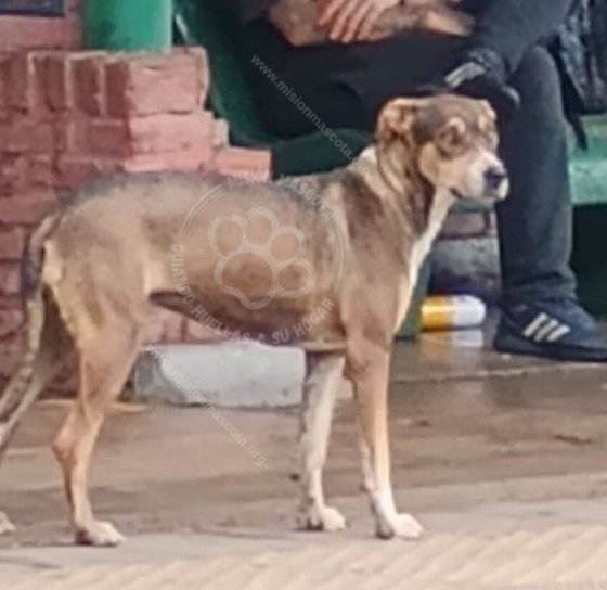 Mascota avistada
