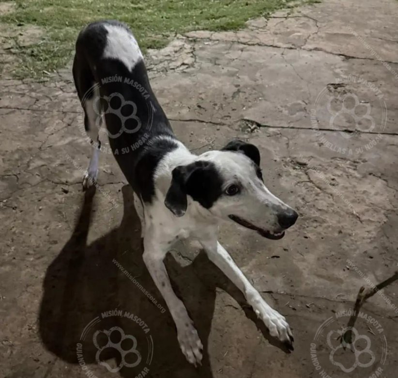 Mascota avistada