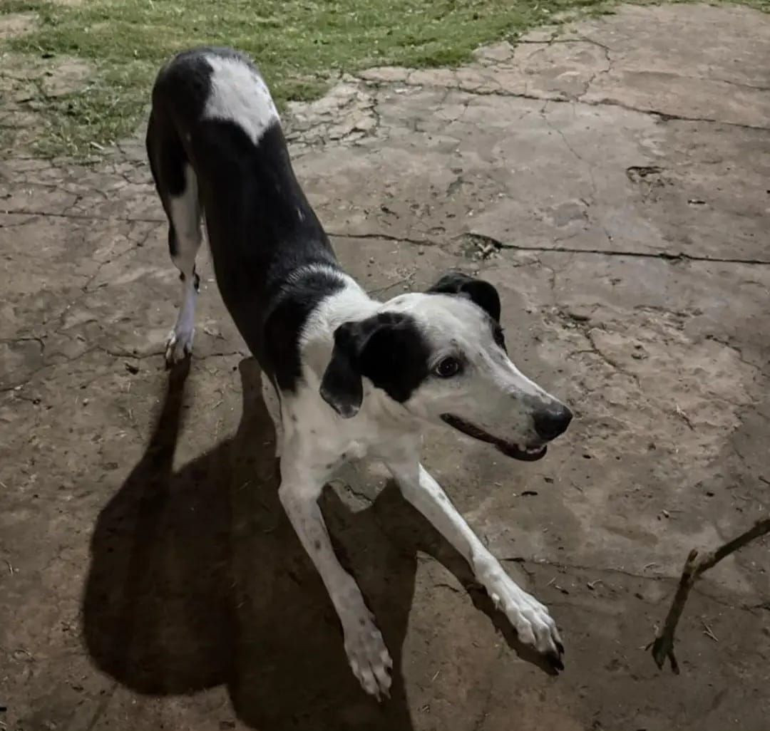 Foto de Mascota Avistada