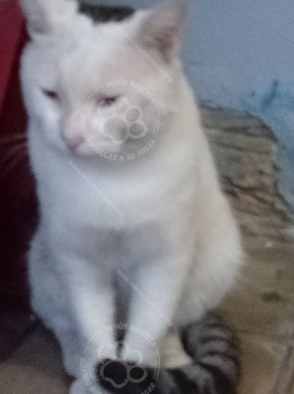 Mascota avistada