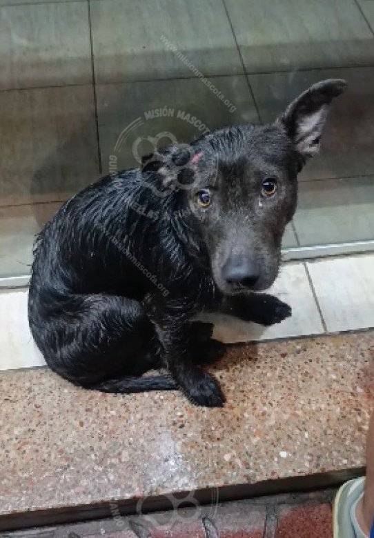 Mascota avistada
