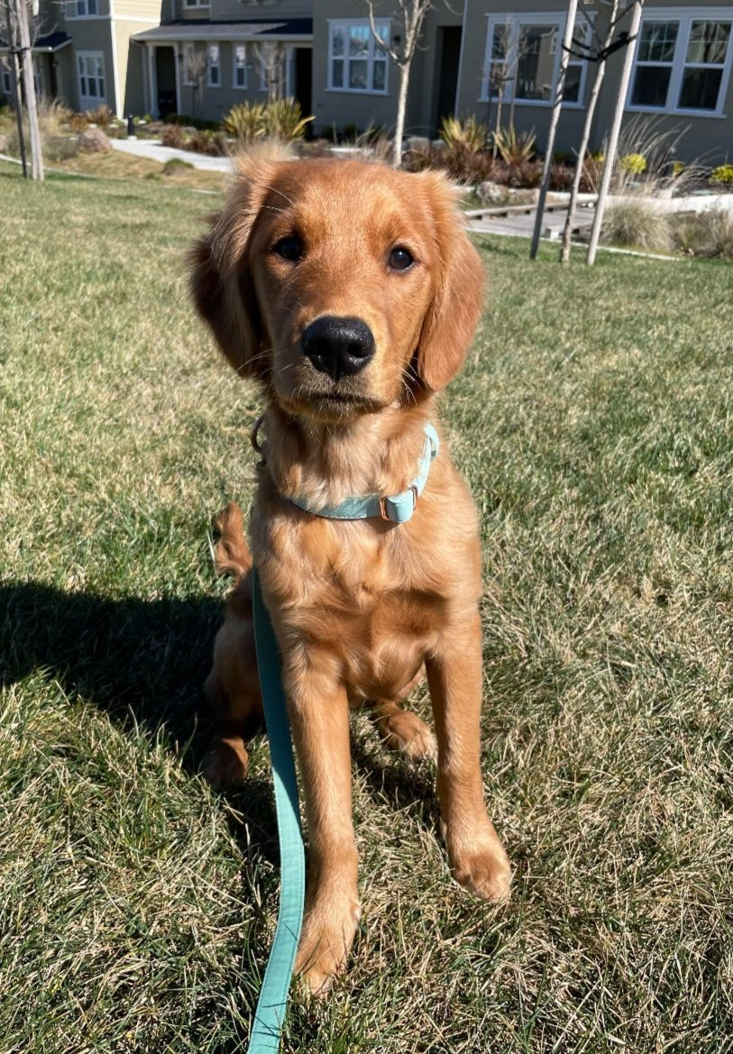 Foto de Mascota Avistada