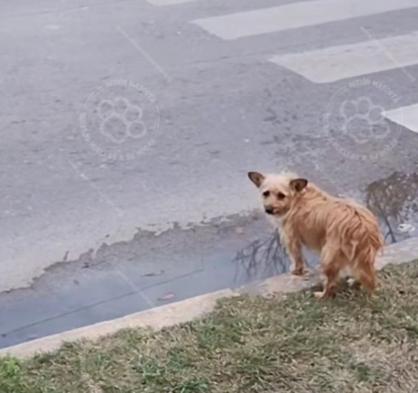 Mascota avistada