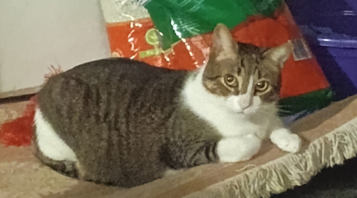 Foto