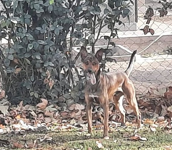 Mascota avistada