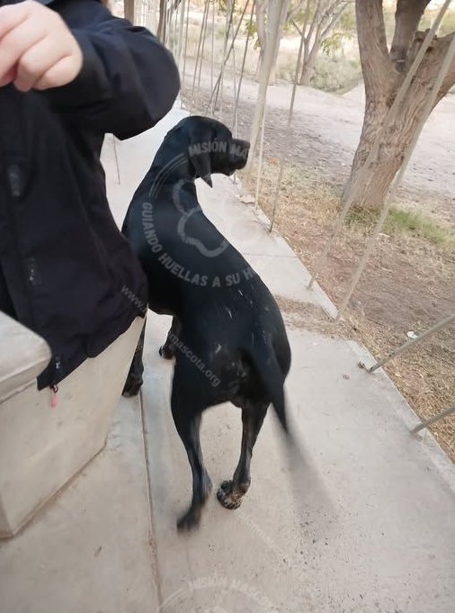 Mascota avistada