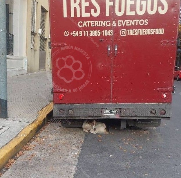 Mascota avistada