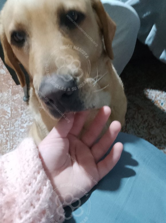 Mascota avistada