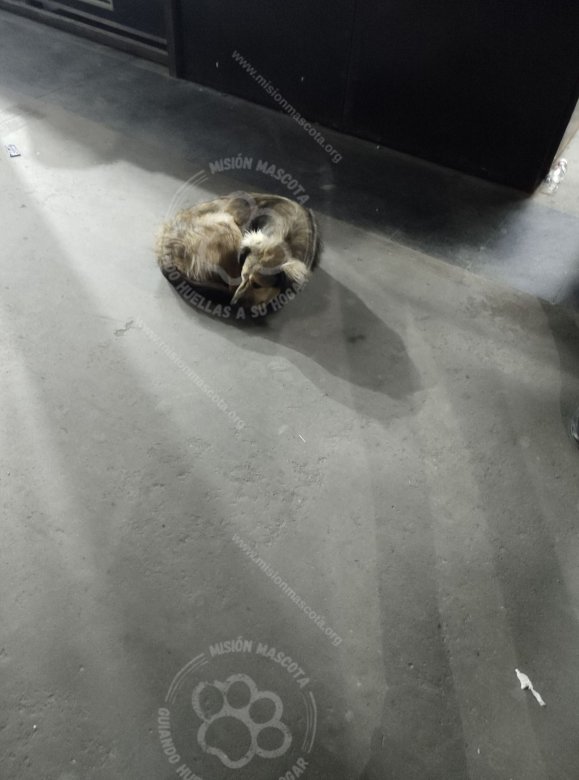 Mascota avistada