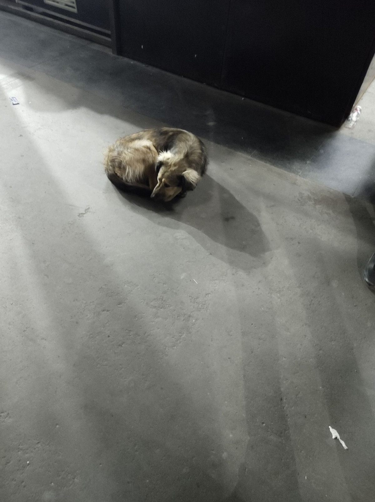 Mascota avistada