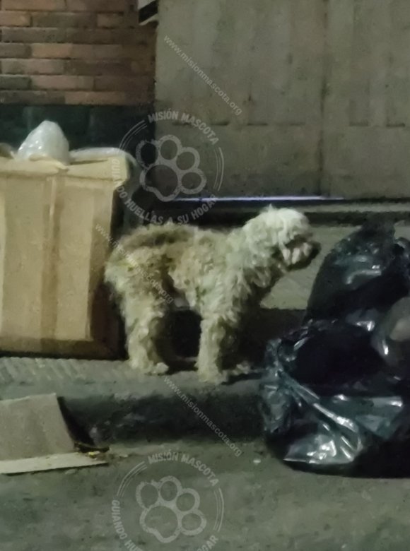 Mascota avistada