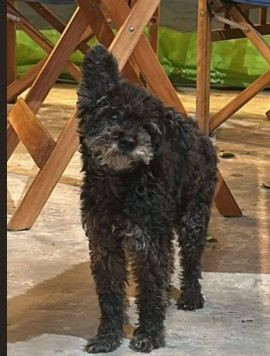 Mascota avistada