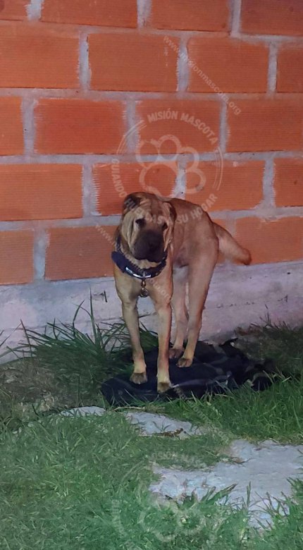 Mascota avistada