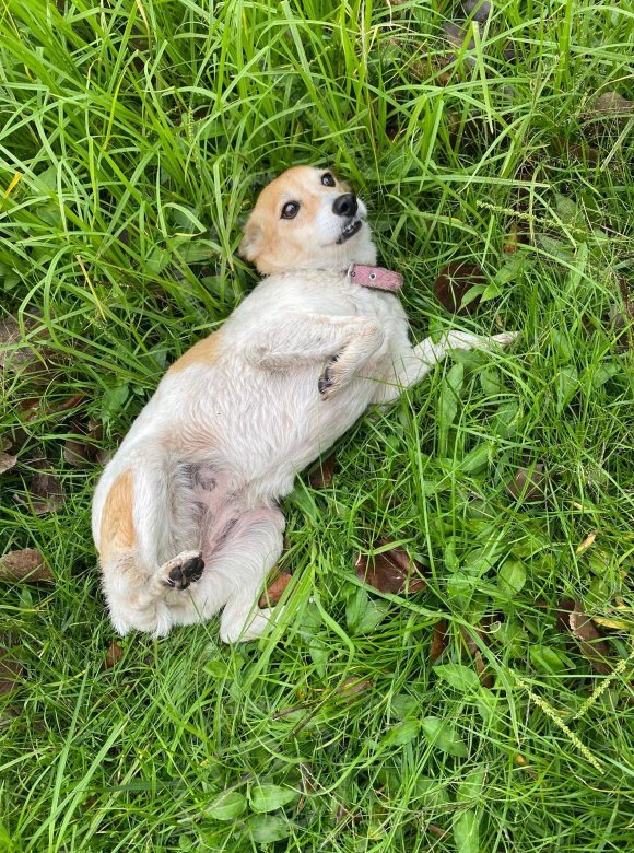 Mascota avistada