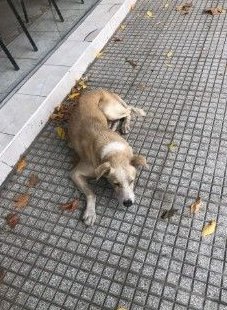Mascota avistada