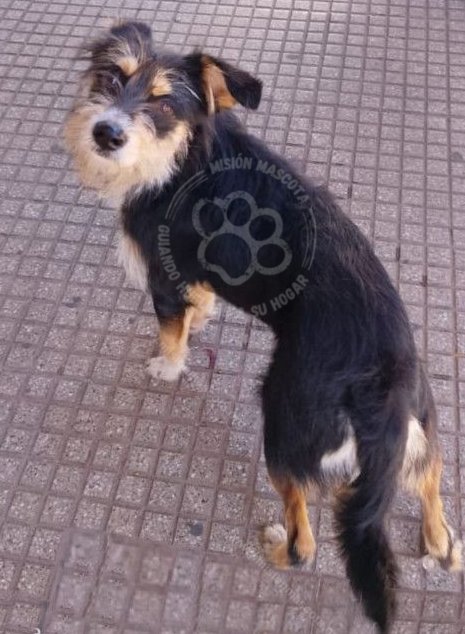 Mascota avistada