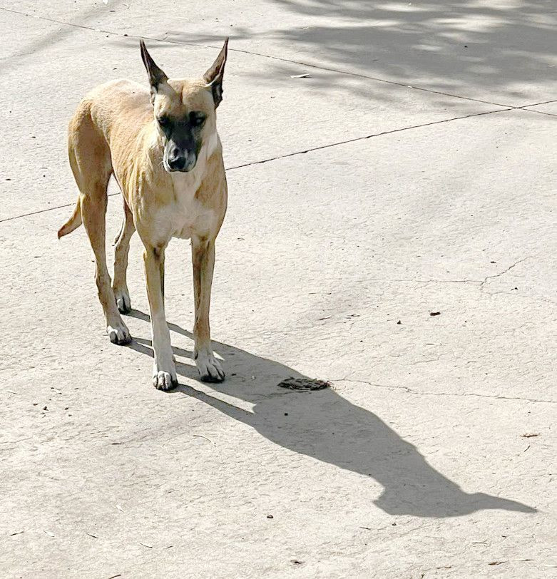 Mascota avistada