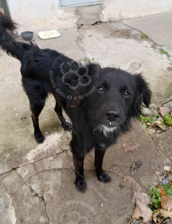 Mascota avistada
