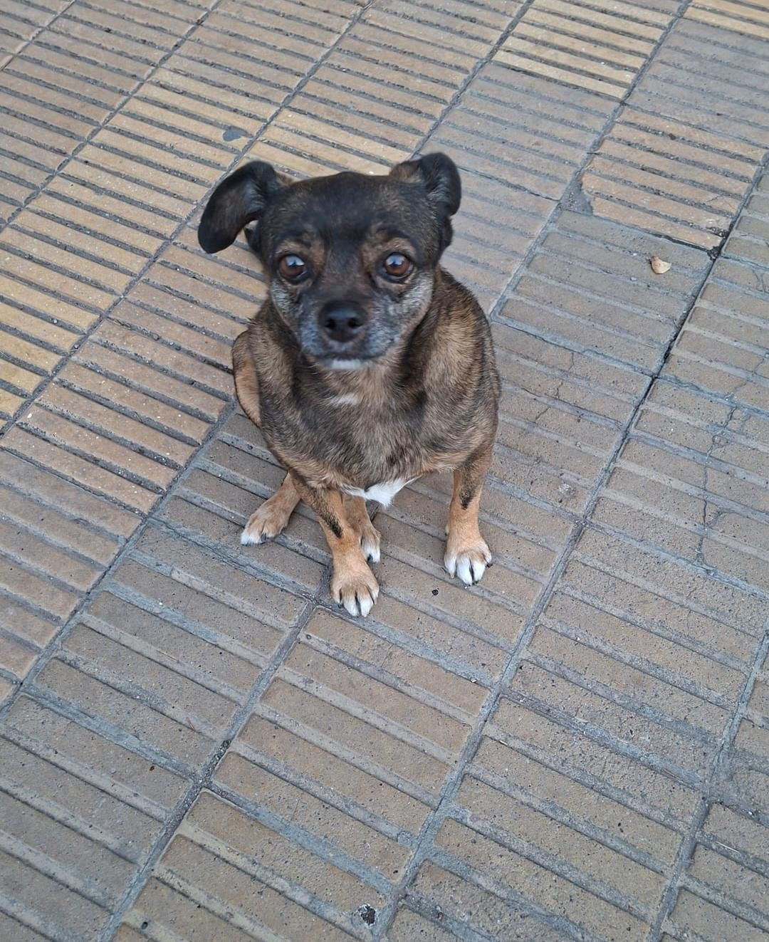 Mascota avistada