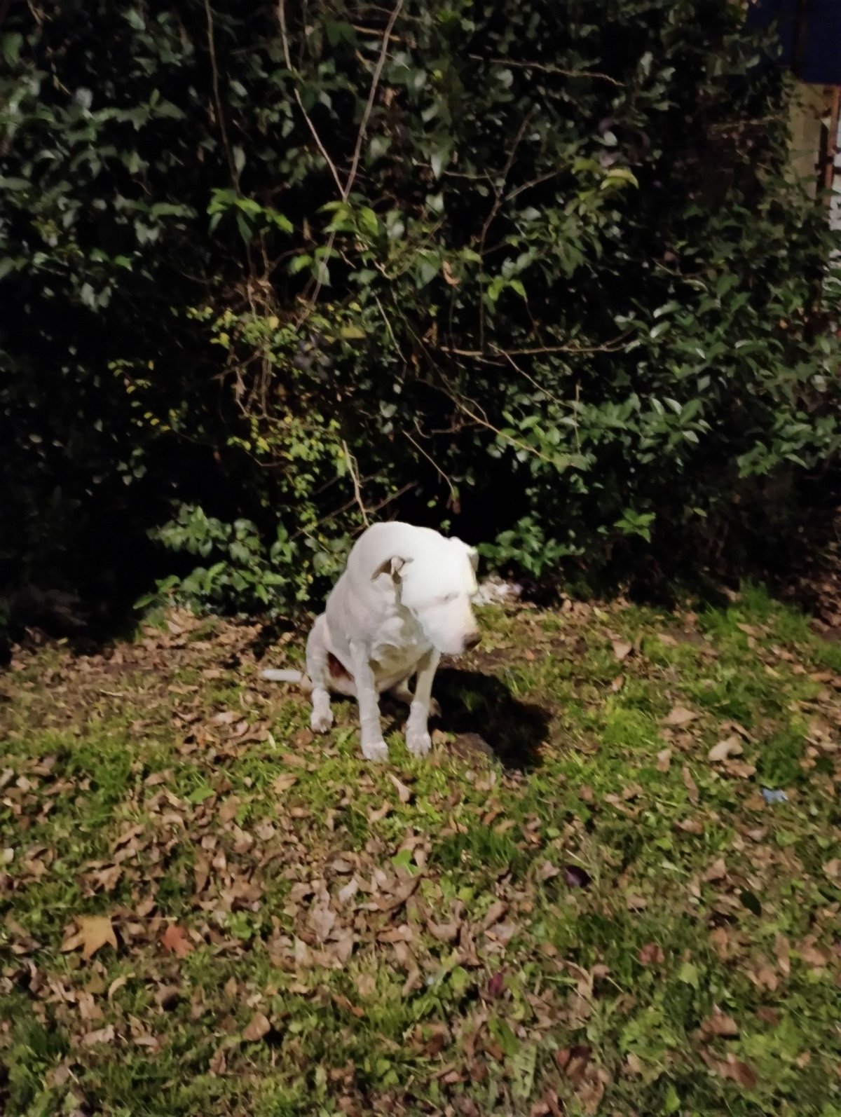 Mascota avistada