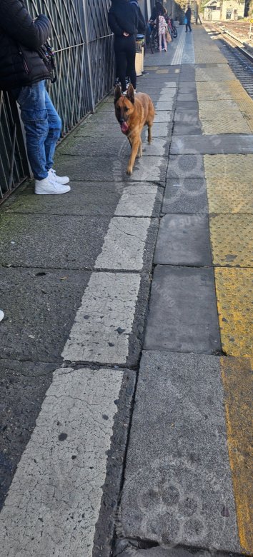 Mascota avistada