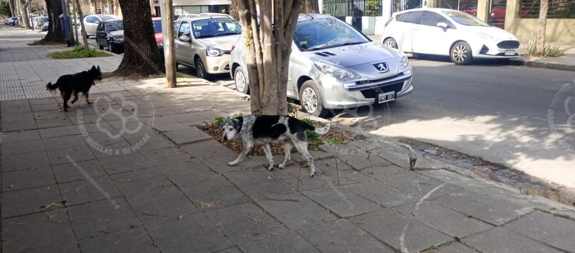 Mascota avistada