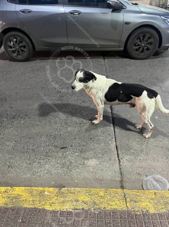 Mascota avistada