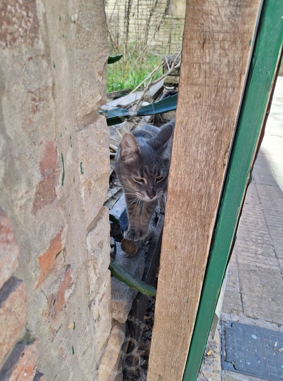 Mascota avistada