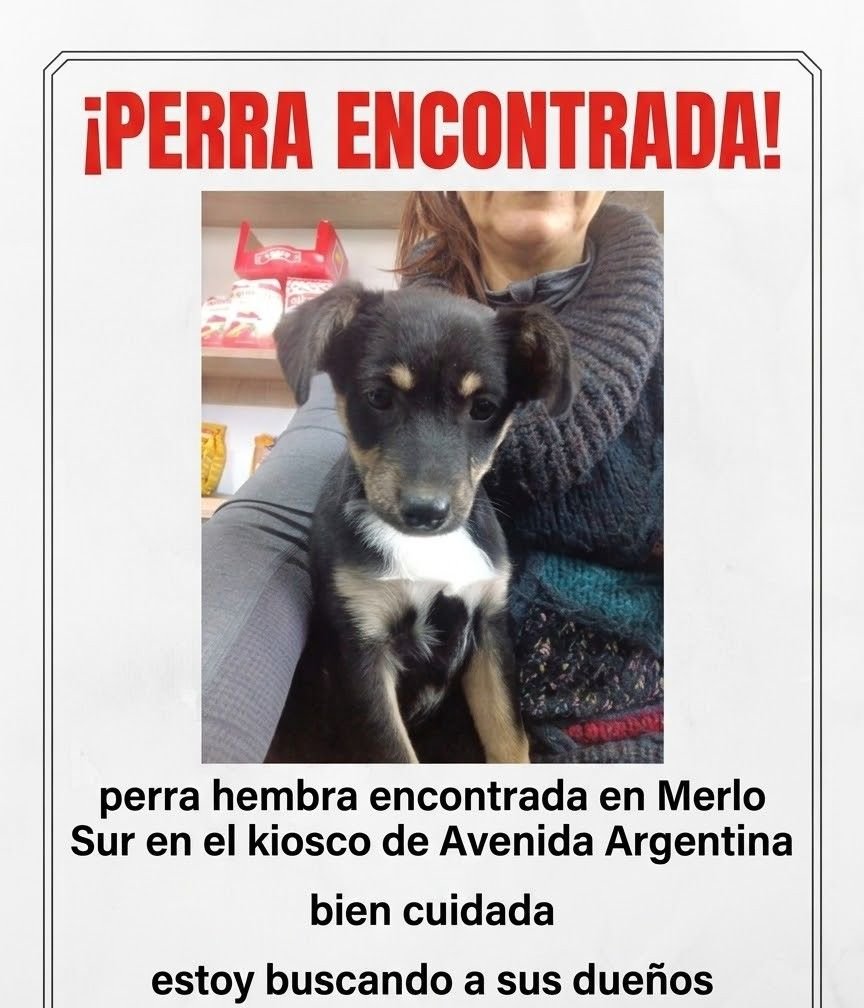 Mascota avistada